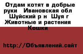 Отдам котят в добрые руки - Ивановская обл., Шуйский р-н, Шуя г. Животные и растения » Кошки   